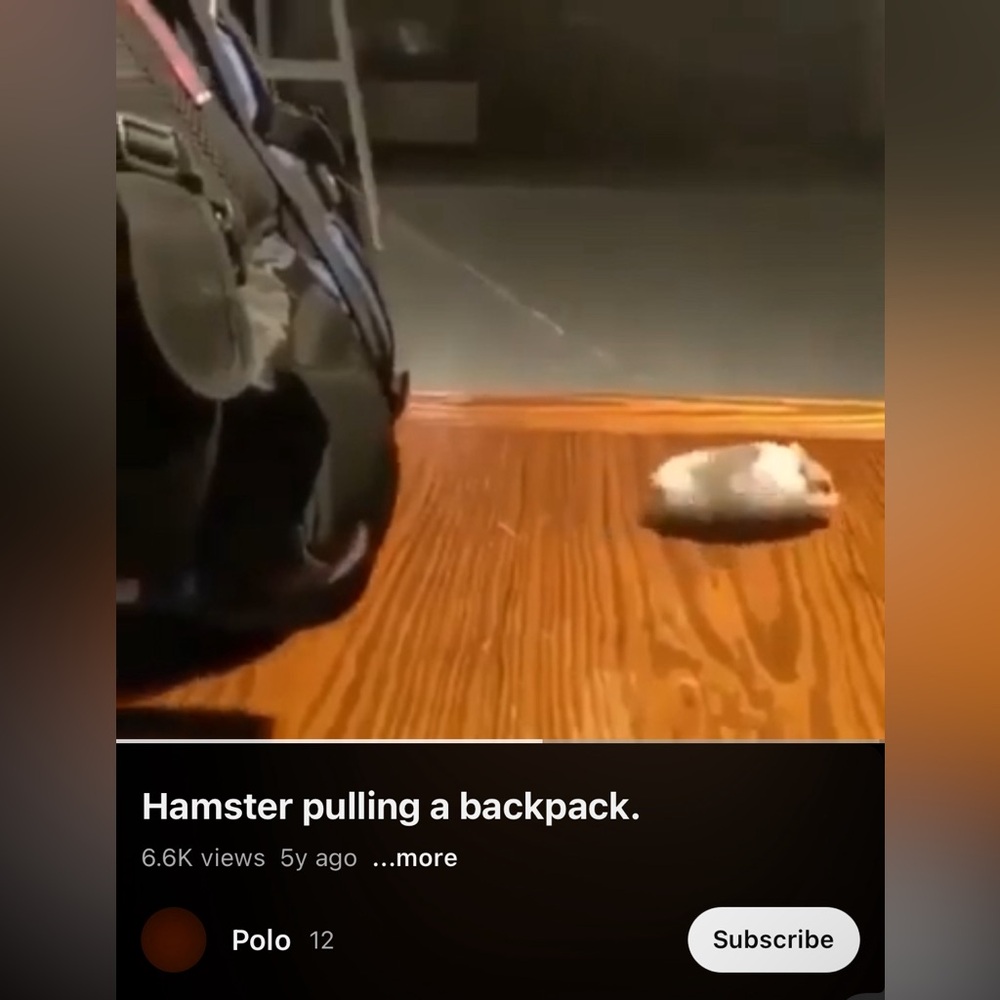 Hamster pulling a backpack